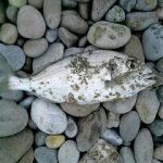 Peche dorade a sete