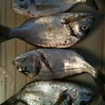 Dorades pêchés en juillet à Marseillan plage