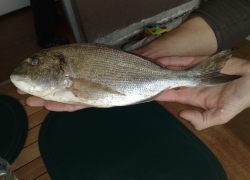 Vent de terre : poisson ?