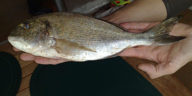 Vent de terre : poisson ?