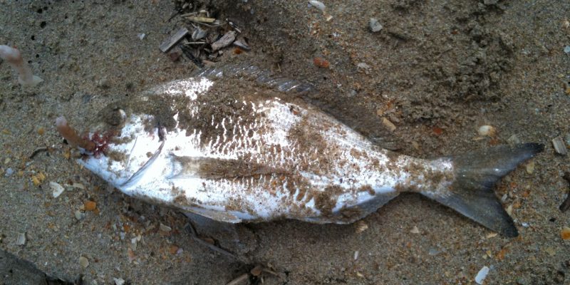 Peche dorade en Avril