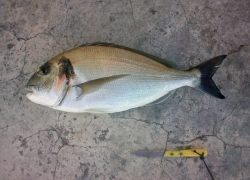 Grosse dorade de 2,7kg pêchée par Raphael