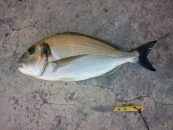 Grosse dorade de 2,7kg pêchée par Raphael