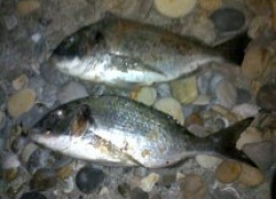 Pêche dorade à Frontignan dans l’hérault