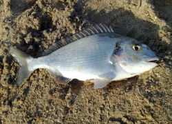 Pêche dorade en aout