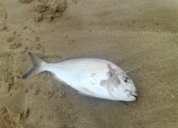 Dorade royale de méditerranée