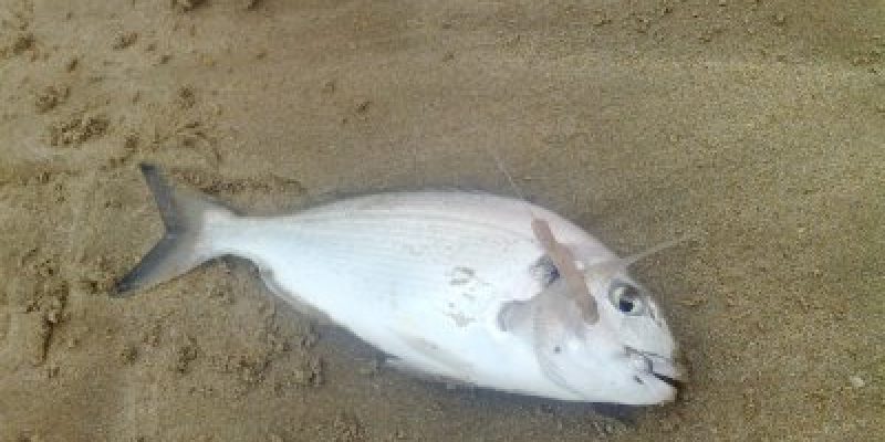 Dorade royale de méditerranée