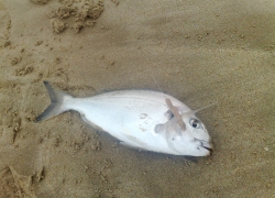 Peche dorade en aout