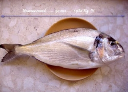 Peche dorade en octobre