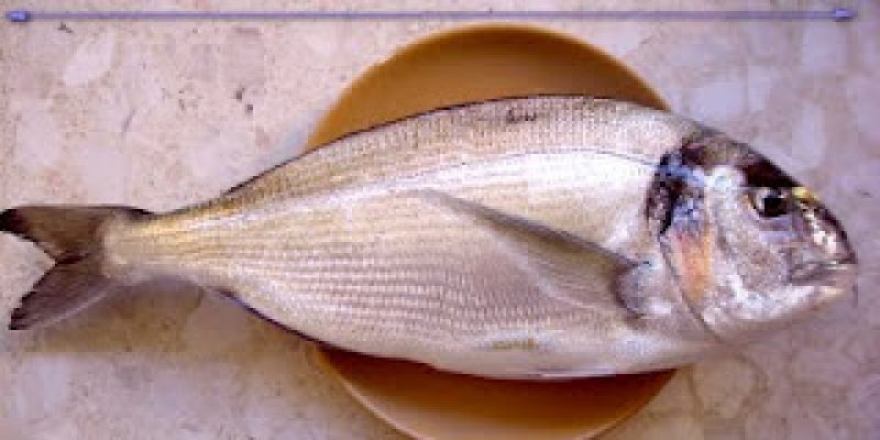 Peche dorade en octobre