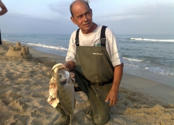Grosse dorade de méditerranée