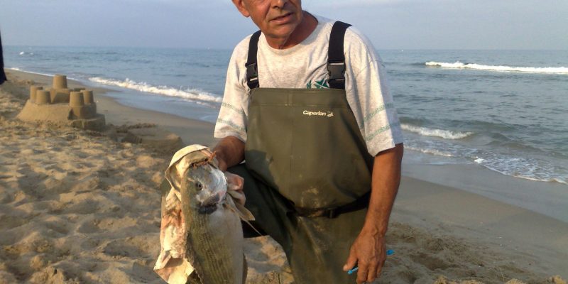 Grosse dorade de méditerranée