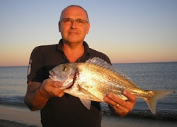 Grosse dorade de Méditerranée