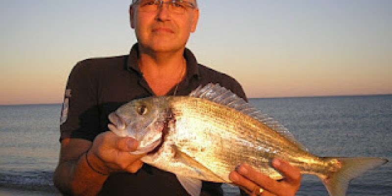 Grosse dorade de Méditerranée