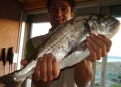 Grosse dorade Méditerranée