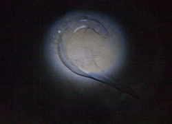 Peche du loup en surfcasting