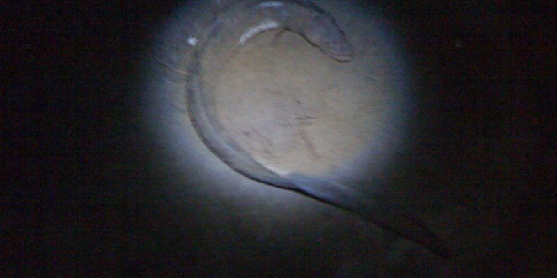 Peche du loup en surfcasting