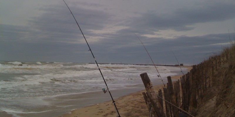 Peche du loup en surfcasting