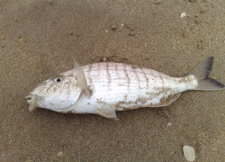 Pêche Marbré Méditerranée