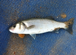 Comment et quand pêcher le loup en Méditerranée ?