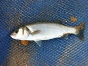 Comment et quand pêcher le loup en Méditerranée ?