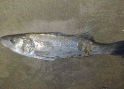 Peche du loup en aout