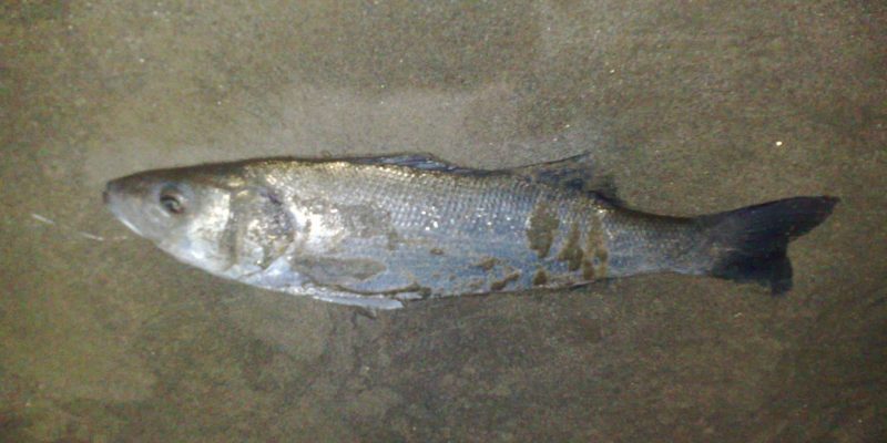 Peche du loup en aout