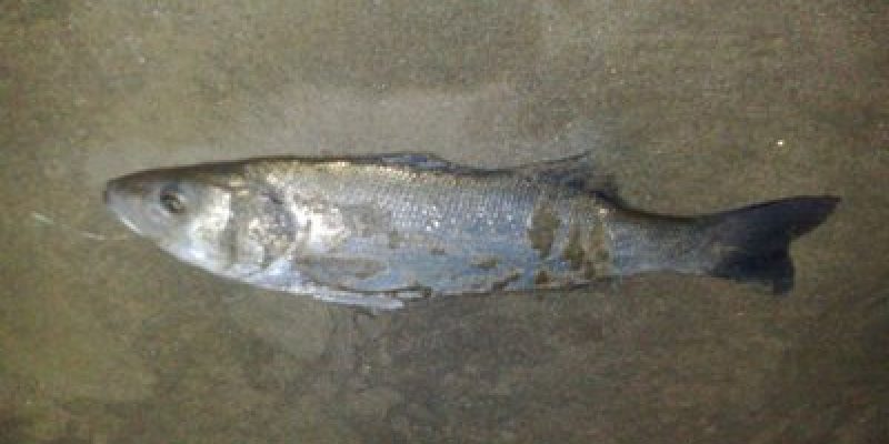 peche du loup en mer mediterranee