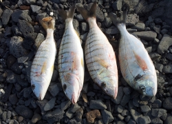 Pêche de marbré et dorade de Claude