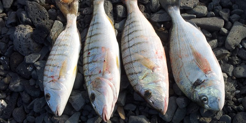 Pêche de marbré et dorade de Claude