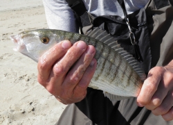La pêche du marbré en Méditerranée