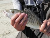La pêche du marbré en Méditerranée