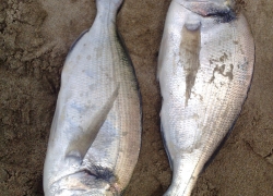 Pêche dorade à Sète par Jean Luc