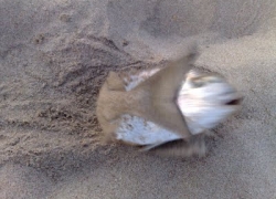 Peche dorade en surfcasting