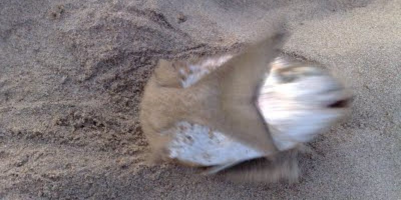 Peche dorade en surfcasting