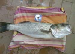 Peche du loup à Carnon