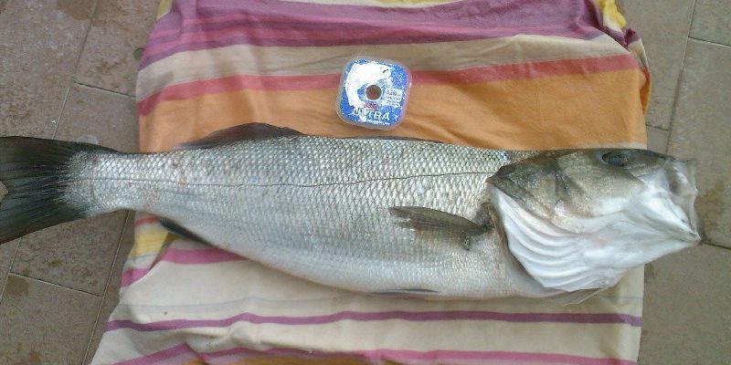 Peche du loup à Carnon