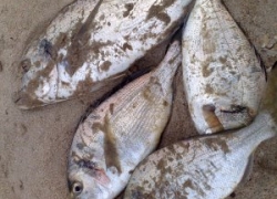 Pêche dorade au bibi