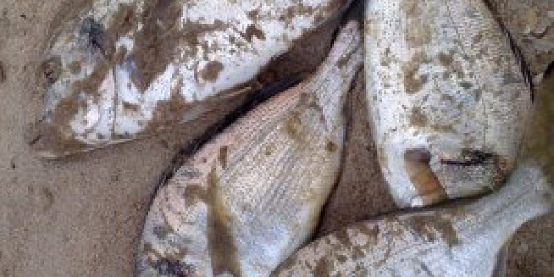 Pêche dorade au bibi