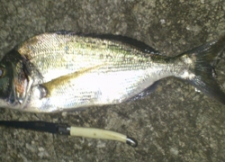 Dorade du mois de Juillet : nouveau départ ?