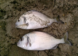 Dorades pêchés à Sète