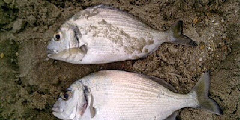 Dorades pêchés à Sète