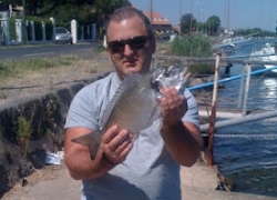 Dorade de l’Hérault