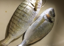 Pêche en surf dorade et marbré mai 2015