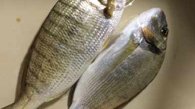 Pêche en surf dorade et marbré mai 2015