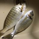 Pêche en surf dorade et marbré mai 2015