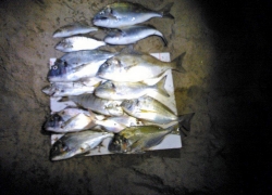 Pêche dorade de nuit à Sète