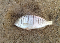 Pêche dorade royale