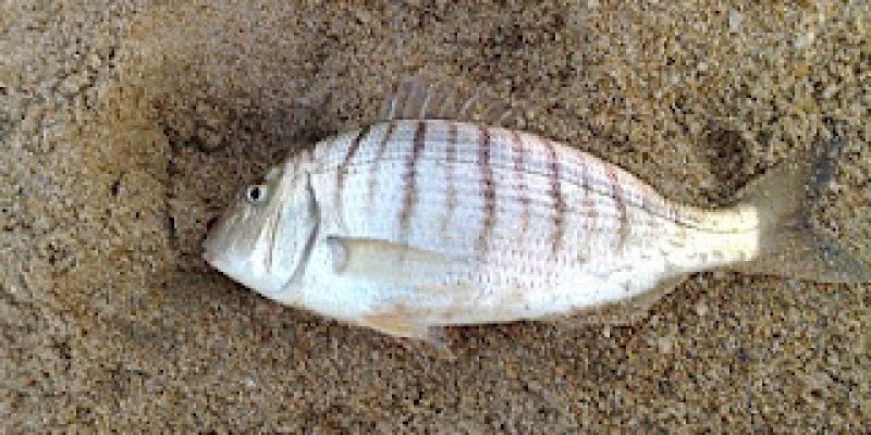 Pêche dorade royale