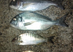 Peche de nuit en septembre